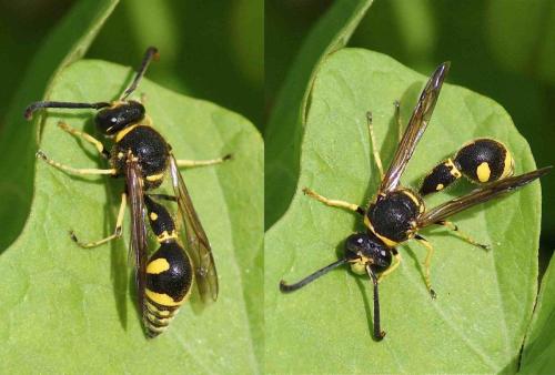 Eumenes sp.