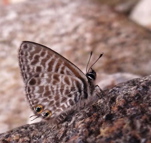 Réf. 129 060 : Leptotes pirithous