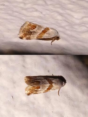 Eublemma candidana