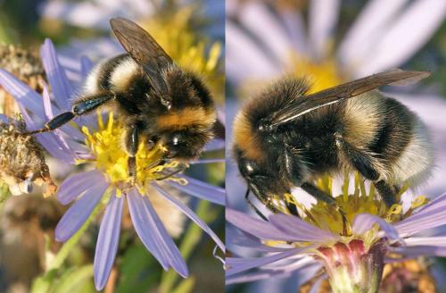 Bombus terrestris