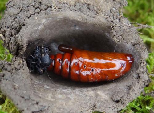 Cucullia umbratica