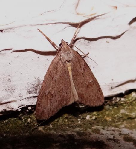 Pachycnemia hippocastanaria