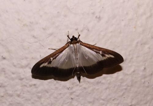 Cydalima perspectalis