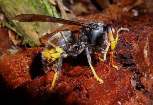 Vespa velutina