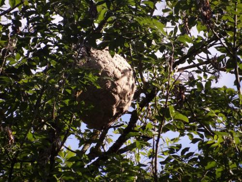 Vespa velutina