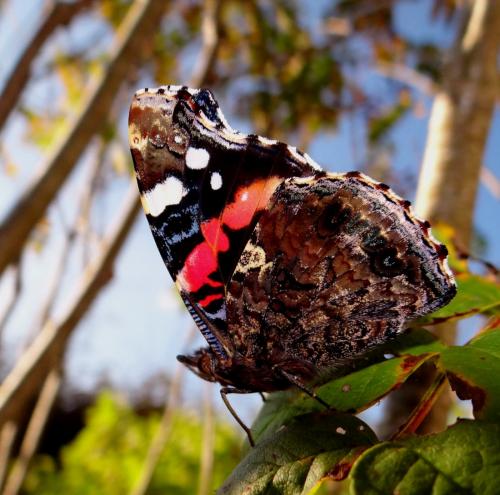 Réf. 129 985 : Vanessa atalanta