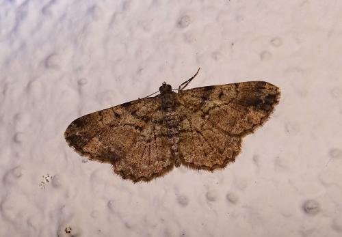 Peribatodes rhomboidaria