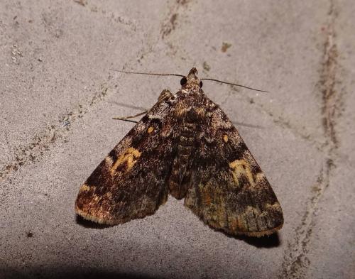 Idia calvaria