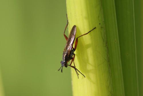 Réf. 129 928 : Sepedon sphegea