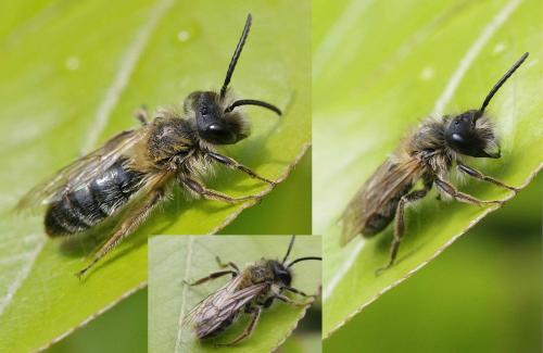 Réf. 129 201 : Andrena sp.