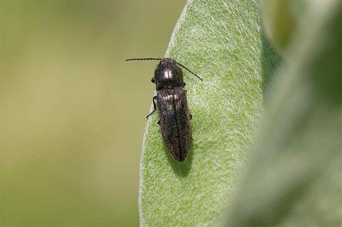 Cidnopus sp.