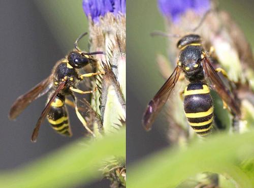 Réf. 129 815 : Ancistrocerus sp.