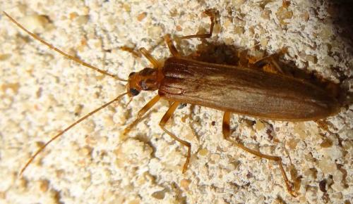 Oedemera femoralis