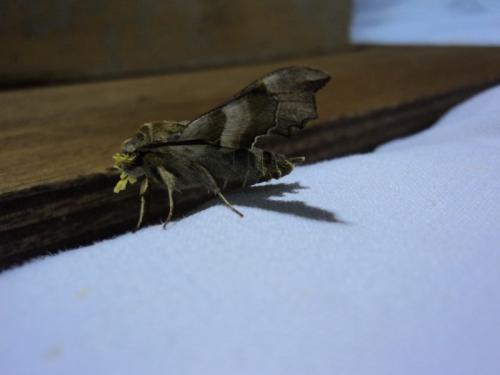 Proserpinus proserpina