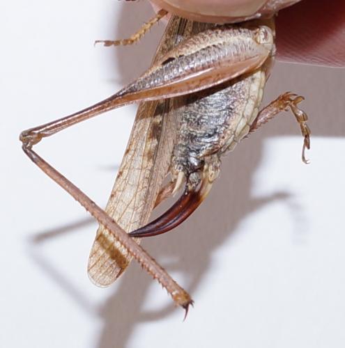 Réf. 129 407 : Platycleis intermedia