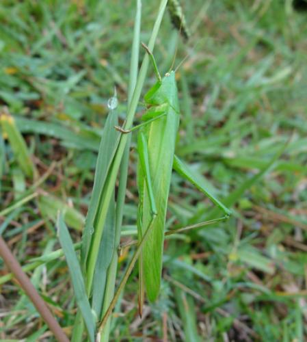Réf. 129 855 : Ruspolia nitidula