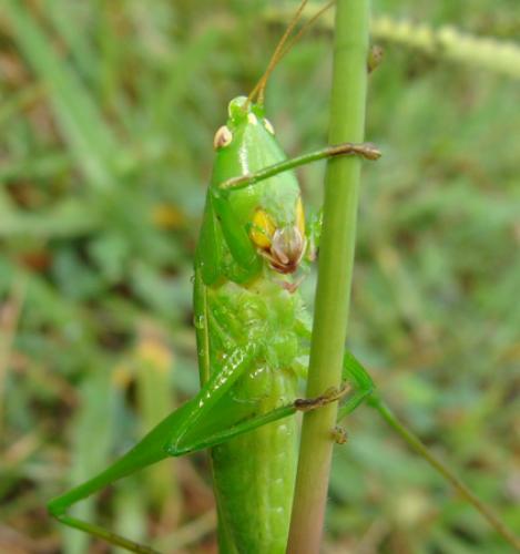 Réf. 129 860 : Ruspolia nitidula