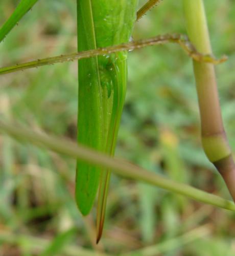 Ruspolia nitidula
