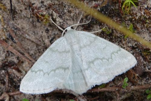 Réf. 129 717 : Pseudoterpna pruinata