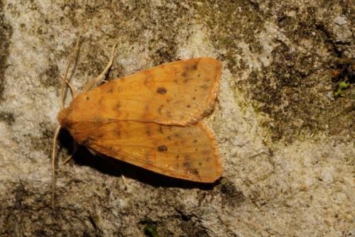 Réf. 129 672 : Xanthia gilvago