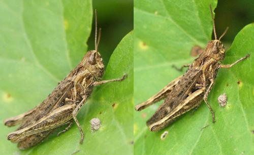 Chorthippus sp.