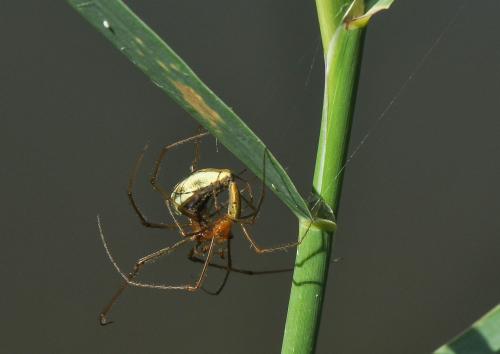 Tetragnatha sp.