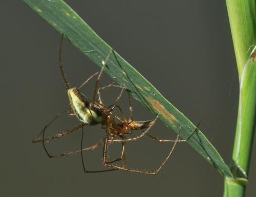 Tetragnatha sp.