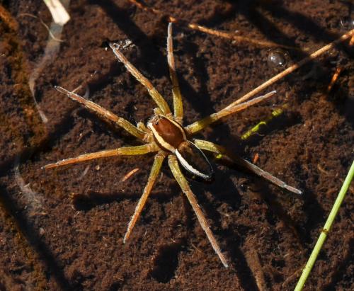 Dolomedes sp.
