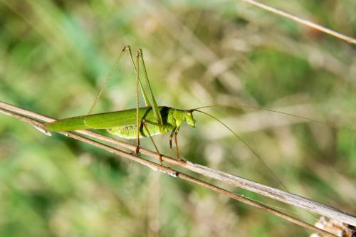Réf. 129 057 : Phaneroptera falcata
