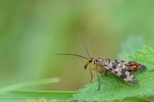 Panorpa vulgaris
