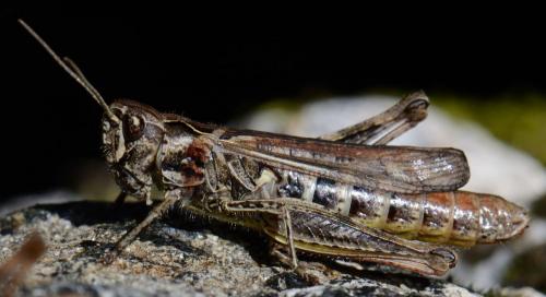 Réf. 129 733 : Chorthippus sp.