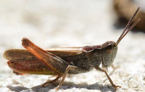 Réf. 129 734 : Chorthippus biguttulus biguttulus