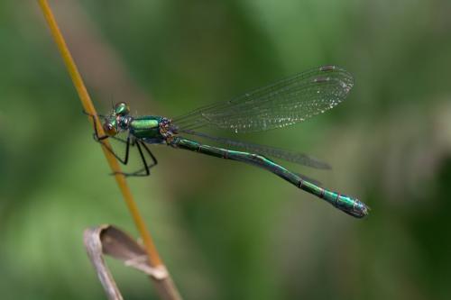 Réf. 129 749 : Lestes dryas
