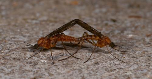 Réf. 129 944 : Sylvicola sp.