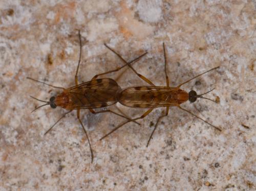 Sylvicola sp.
