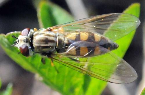 Platycheirus manicatus