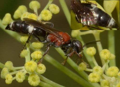 Harpactus (formosus-laevis)