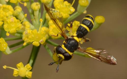 Ceriana vespiformis