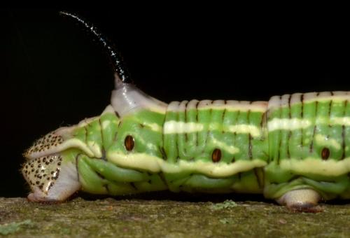 Réf. 129 296 : Sphinx sp.