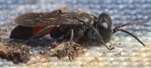 Réf. 129 971 : Miscophus sp.