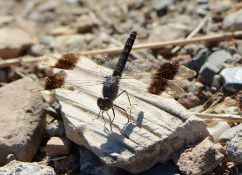 Brachythemis impartita