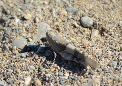 Sphingonotus sp.