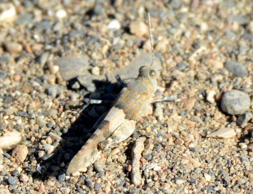 Sphingonotus sp.