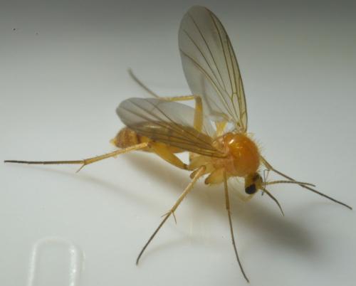 Acnemia amoena