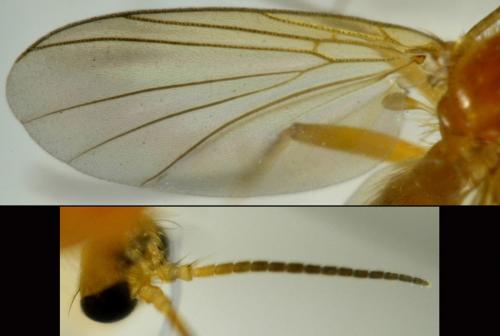 Acnemia amoena