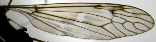Réf. 129 625 : Tipula sp.