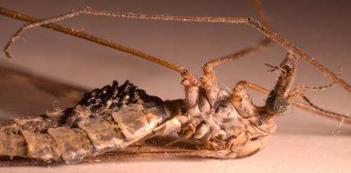 Tipula confusa
