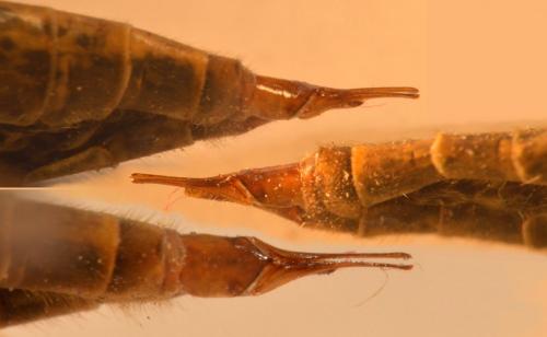 Tipula confusa