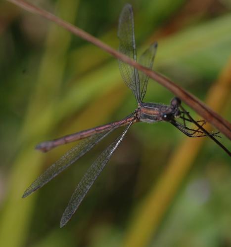 Lestes sp.