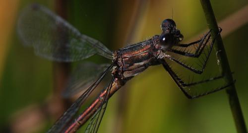 Réf. 129 497 : Lestes sp.